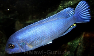 Metriaclima callainos